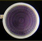 Carrington purple guilloche enamel cufflinks. (J9402)